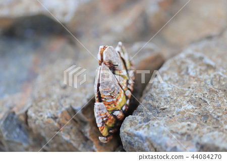 a genus of barnacles in family Balanidae Crustacea 44084270
