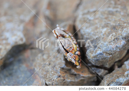 a genus of barnacles in family Balanidae Crustacea 44084278