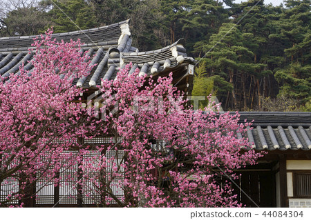 Plum blossom, 44084304