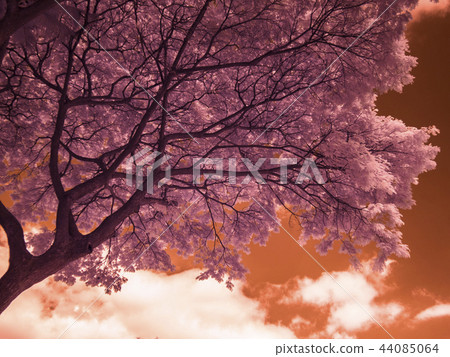 Infrared fine art photography : Tree Infrared fine art photography : Tree 44085064