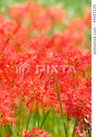 Cluster amaryllis 44085220