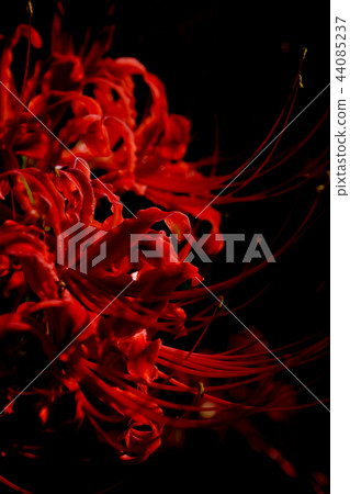 群集孤挺花 群集孤挺花 44085237