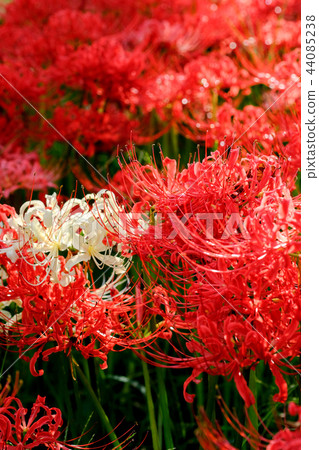 群集孤挺花 44085238