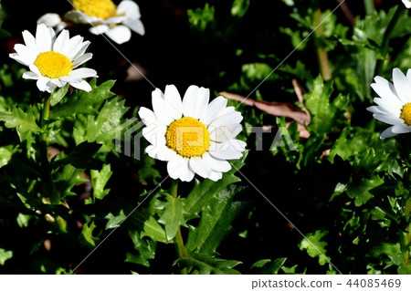 White sweet potato (North Pole) blooming in Mitaka Nakahara 44085469