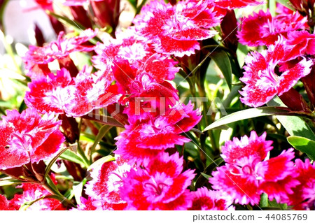 Red and pink double-colored American Nadesico blooming in Mitaka Nakahara 44085769