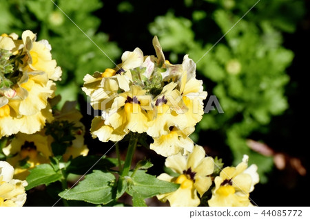 Linaria blooming in Mitaka Nakahara 44085772