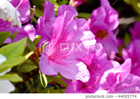 在三鷹中原（Omurasaki Azalea）盛開的平戶杜鵑花 44085774