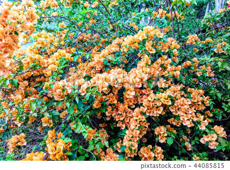 Full-blown Tachibana-Kotoge Suzaku. 44085815