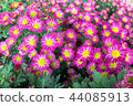 Chrysanthemum in garden 44085913