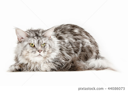 Maine Coon sitting and looking away, isolated on white 44086073