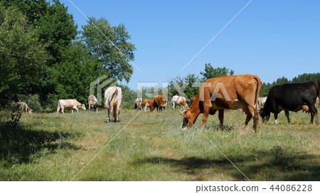 A large herd of dairy cows is grazed by the forest. Farm. A large herd of dairy cows is grazed by the forest. Farm. 44086228