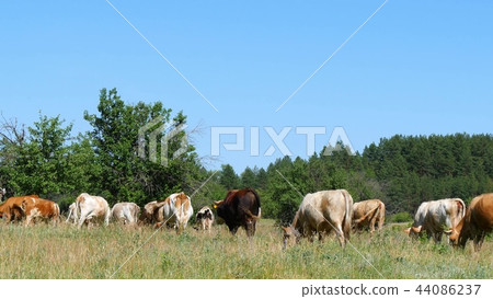 A large herd of cows grazes on the green grass by the forest. Agriculture and livestock. A large herd of cows grazes on the green grass by the forest. Agriculture and livestock. 44086237