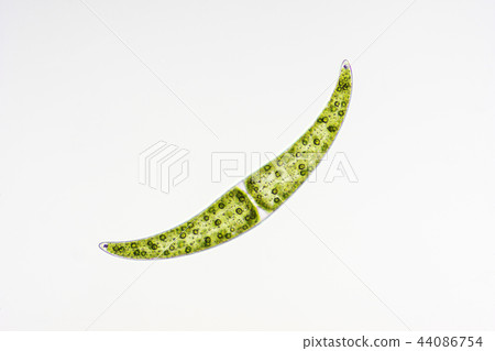 Mikadzukimo 44086754