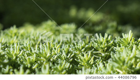 Green background with close up shoot of plant Sedum. Ecology and nature concept 44086796