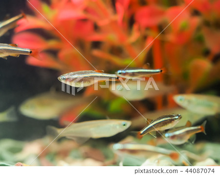 Red chi (Koppie) 44087074