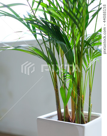 Close-up of houseplant Areca palm 44088158