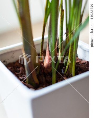 室內植物檳榔棕櫚特寫鏡頭 室內植物檳榔棕櫚特寫鏡頭 44088159