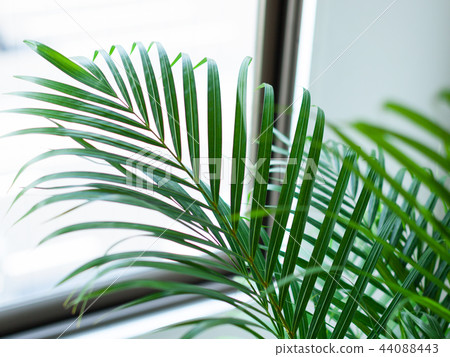 室內植物檳榔棕櫚特寫鏡頭 44088443