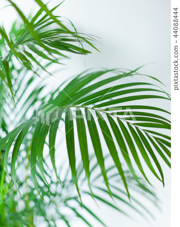 Close-up of houseplant Areca palm 44088444