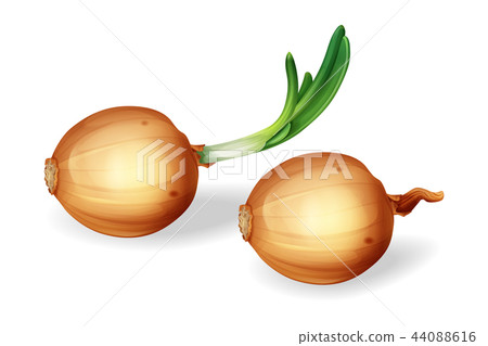 yellow onion bulb with green sprout set 44088616