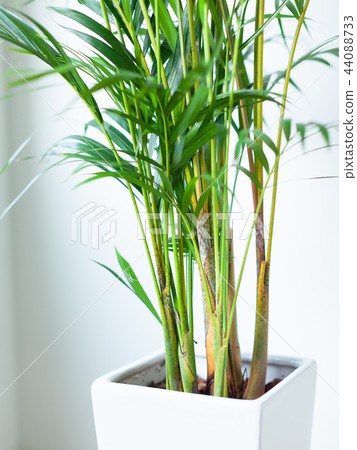 Close-up of houseplant Areca palm 44088733