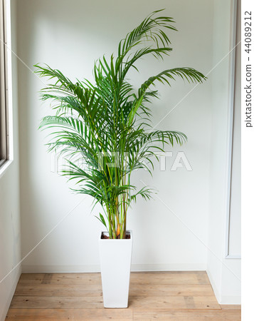 室內植物檳榔棕櫚 44089212