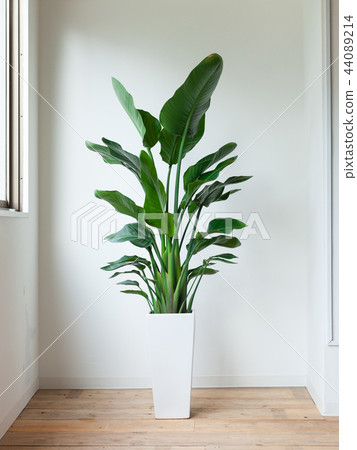 Houseplant Augusta Houseplant Augusta 44089214