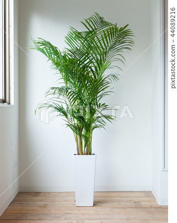 Houseplant Areca Palm Houseplant Areca Palm 44089216