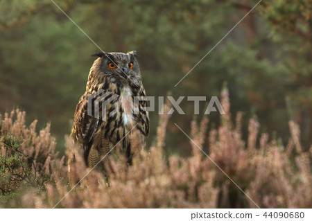 Eurasian eagle-owl stay in heather - Bubo bubo 44090680