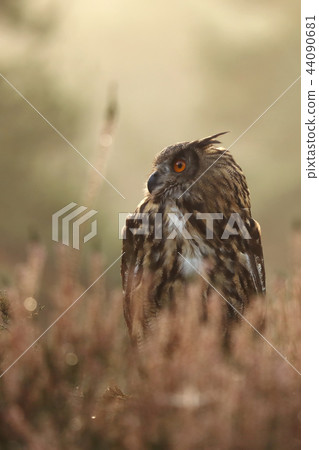 Common eagle-owl the largest owl - Bubo bubo Common eagle-owl the largest owl - Bubo bubo 44090681