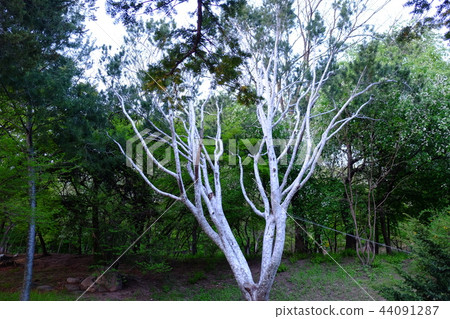 由Changgyeong Palace贊助 44091287