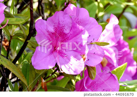 在三鷹中原（Omurasaki Azalea）盛開的平戶杜鵑花 44091670