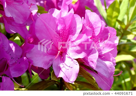 在三鷹中原（Omurasaki Azalea）盛開的平戶杜鵑花 44091671