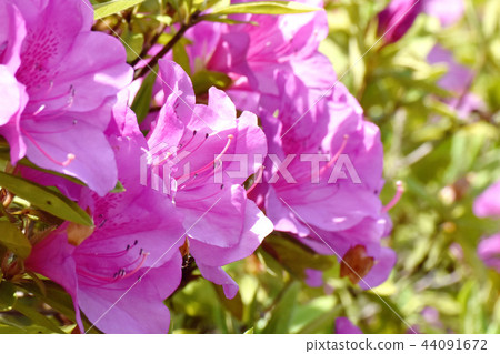 在三鷹中原（Omurasaki Azalea）盛開的平戶杜鵑花 44091672