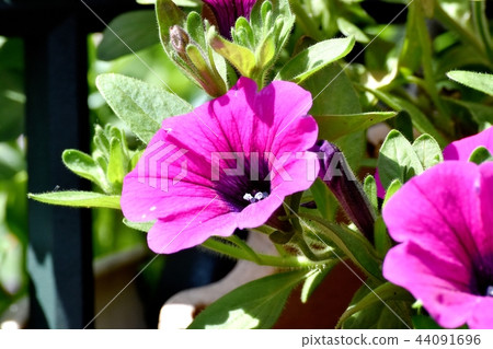 Red-purple Petunia blooming in Mitaka Nakahara 44091696