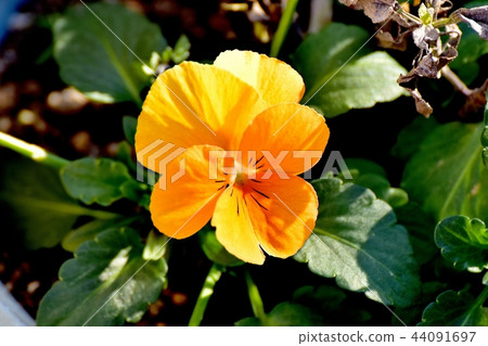 Pansy which blooms in Mitaka Nakahara Pansy which blooms in Mitaka Nakahara 44091697