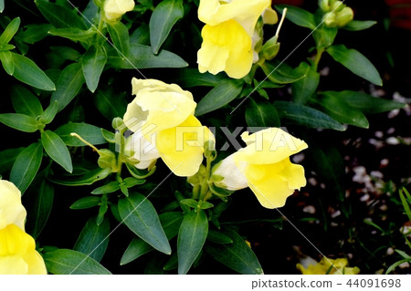 Yellow goldfish blooming in Mitaka Nakahara 44091698
