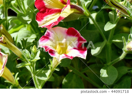 Yellow and red double-colored petunia blooming in Mitaka Nakahara 44091718