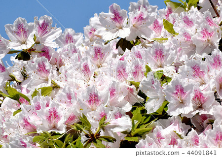 Hirado azalea blooming in Mitaka Nakahara Hirado azalea blooming in Mitaka Nakahara 44091841