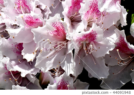 Hirado azalea blooming in Mitaka Nakahara 44091948