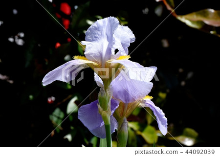 Light purple iris blooming in Mitaka Nakahara 44092039