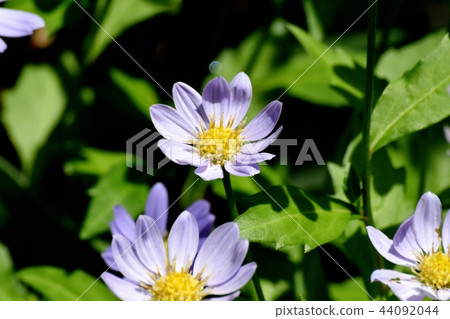 Light blue Miyama youmen blooming in Mitaka Nakahara 44092044