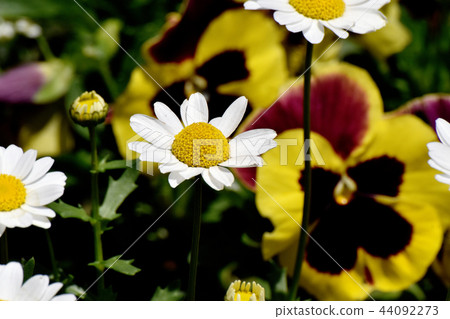 Flowering in Mitaka Nakahara 44092273