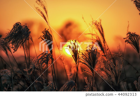 tall reeds against sunset tall reeds against sunset 44092313