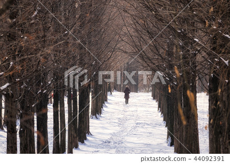 jogger in metasequoia road jogger in metasequoia road 44092391