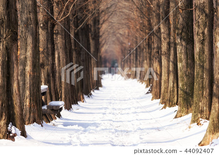 snow covered metasequoia road snow covered metasequoia road 44092407