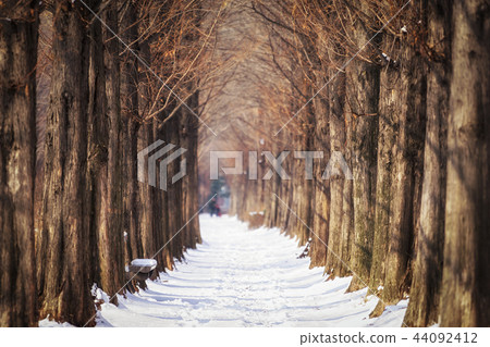 snow covered metasequoia road snow covered metasequoia road 44092412