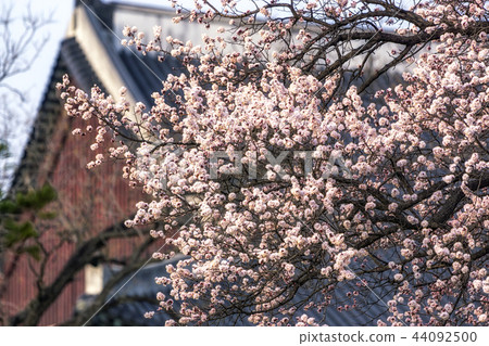 Apricot flower tree in gyeongbok palace Apricot flower tree in gyeongbok palace 44092500