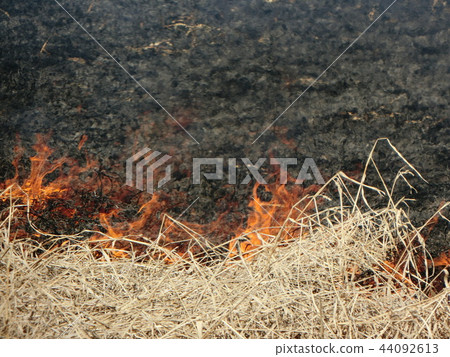 After the harvest of the rice field burnt After the harvest of the rice field burnt 44092613