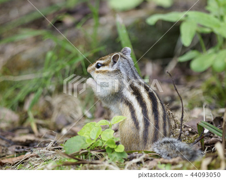 松鼠吃東西的東西 松鼠吃東西的東西 44093050
